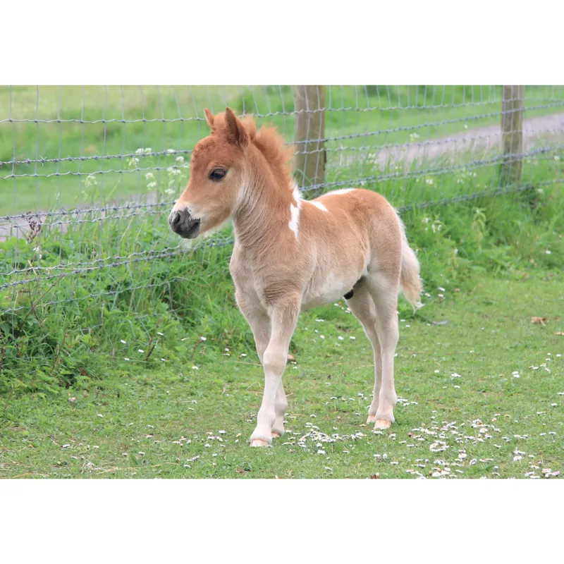 Kevin Milner Countryside Card - Shetland